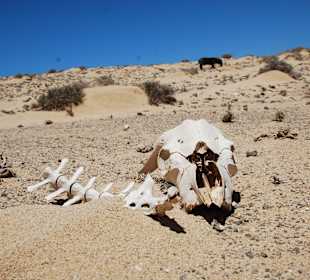 Stillleben a là Fuerteventura