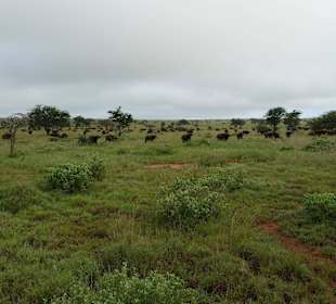 Sarova Salt Lick Game Lodge