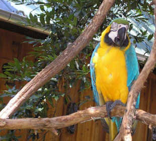 Papagei auf der Farm