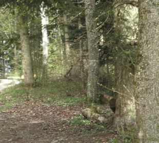 Wanderweg Hochgehswiggert