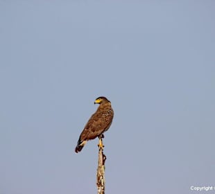 Udawalawe Nationalpark
