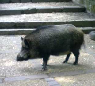 Wildschweine