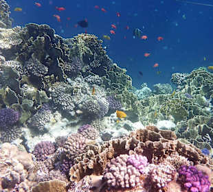 Unterwasserwelt am Riff