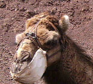 Kamel vor dem Ritt durch die Feuerberge