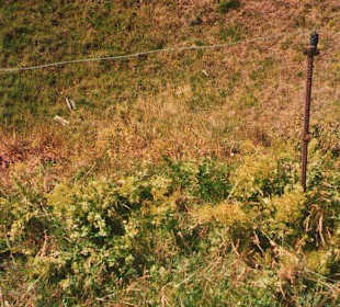 Bombentrichter aus dem II. Weltkrieg am Rundweg