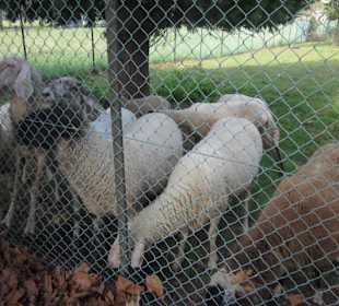 Uferpromenade in Richtung Dongo