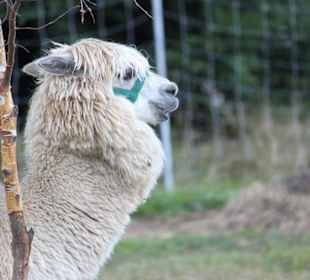 Alpaka Lama ( Franz )