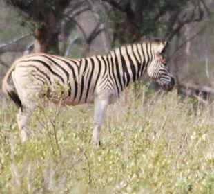 Zebra