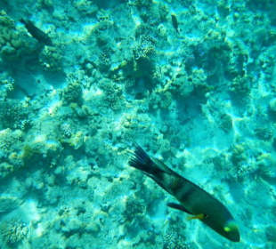 Kaputtes - wenig Fische