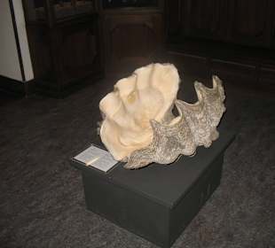 Naturhistorisches Museum