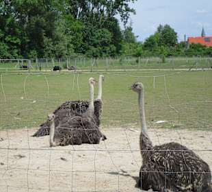 Straußenfarm Mhou Rülzheim