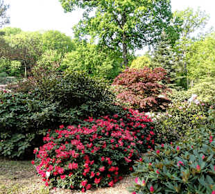 Spaziergang durch den Rhododendronpark Westerstede