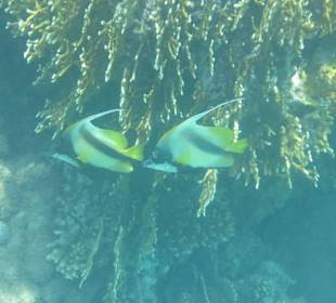 Schnorcheln in der Lagune