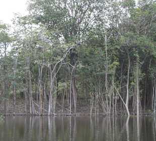 Odnoga Rio Negro