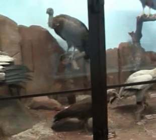 Naturhistorisches Museum