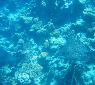 Der Tanz der Adlerrochen! Umm el gerifat!