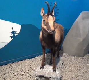 Ausstellung Eis Safari