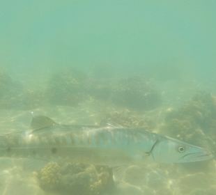 Schnorcheln Marsa Alam