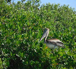Vogelinsel