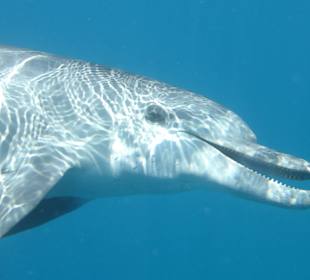 Unbeschreibliche schön, den Tieren so nah