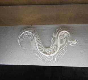 Weltvogelpark Walsrode