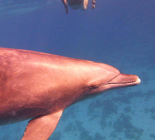 Delfine in der freien Wildbahn