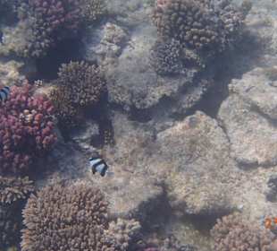 Korallen Riff mit Fisch