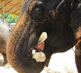 Zuckerrohr für den Elefanten