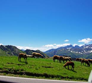 Vorsicht ohne Zaun auch Schafe