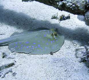 Nurkowanie w Sharm el Sheikh - podwodne życie