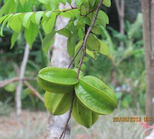 Karambola