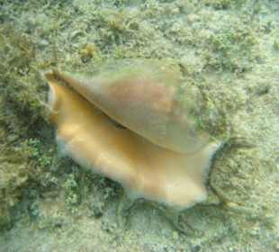 Muräne auf Wohnungssuche