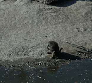 Zoom Erlebniswelt Gelsenkirchen - Die Tiere