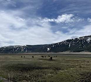 Yellowstone Nationalpark