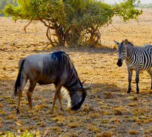 Gnu und Zebra