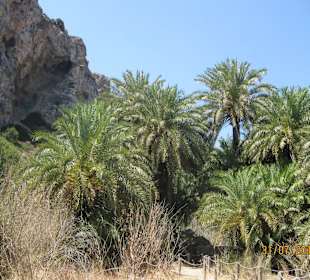 Palm Wald und Schlucht