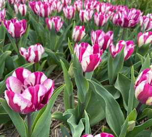 Floratuin Julianadorp