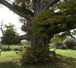 Naturdenkmal "Stockacher Linden"