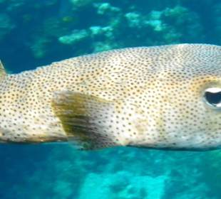 Igelfisch/Kinderköpfchen