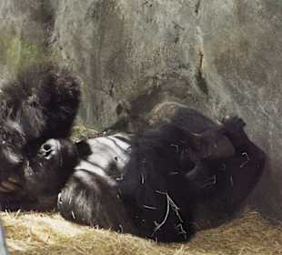 Safari muss man machen