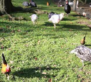 Haustiere im Wildgatter