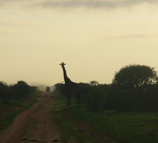 Giraffe am "Zebrastreifen"