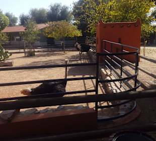 ZOO José Cruz Conde