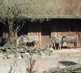 Zoo Landau