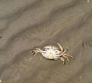 Wattenmeer