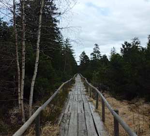 Bohlenweg zum Wildsee