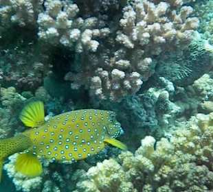 Unterwasserwelt Hausriff