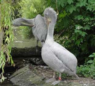 Zoologischer Garten 2016