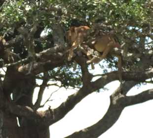 Löwen im Baum