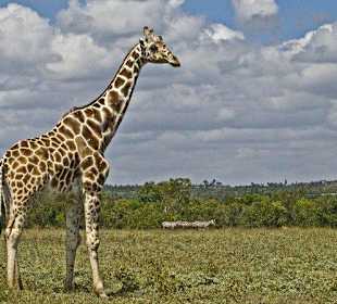 Giraffe